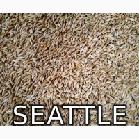 Продам Посевной Ячмень, ячмень яровой «СИЭТЛ» Seattle Канада