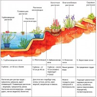 Карпы кои Украина, японский карп кои, пруд, рыбки, водные растения, нимфеи, корм для карпов кои