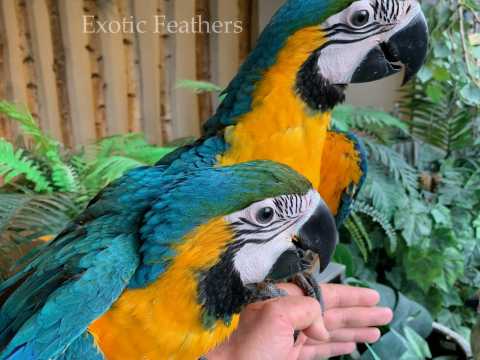 Фото 2. Выращенные вручную голубые и золотые попугаи ара на продажу