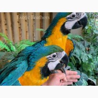 Выращенные вручную голубые и золотые попугаи ара на продажу