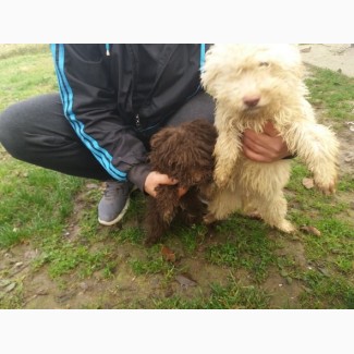 Продаються щенята Lagotto romagnolo