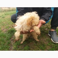 Продаються щенята Lagotto romagnolo