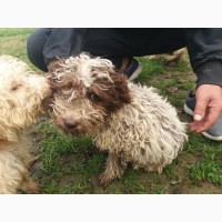 Продаються щенята Lagotto romagnolo