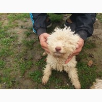 Продаються щенята Lagotto romagnolo