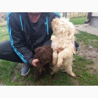 Продаються щенята Lagotto romagnolo