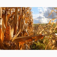Агрофірма закуповує оптом: кукурудзу врожаю 2020р