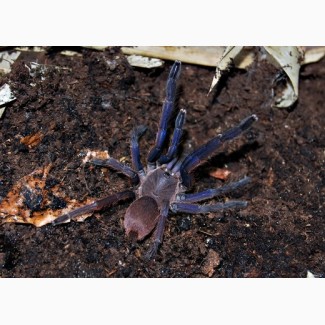 Паук Chilobrachys sp. Vietnam blue ЯД!