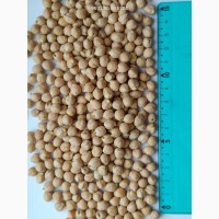 Продам нут (турецький горох, chickpeas) - 200т., с/г виробник, б/г з ПДВ, $ контракт