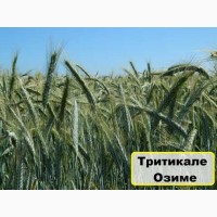 Продам тритікале сорту Гарне 1-Р