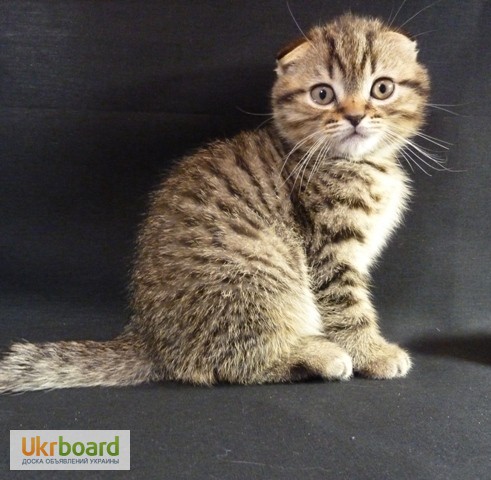 Фото 1/3. Очень добрый и нежный котик Scottish Fold, пятнистого окраса n 24, в Киеве