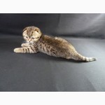 Очень добрый и нежный котик Scottish Fold, пятнистого окраса n 24, в Киеве