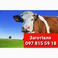 Купуємо ВРХ в Баранівському, Новоград Волинському і сусідніх районах