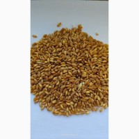 Продам пшеницю тверду (дурум, лат., durum)- 25т