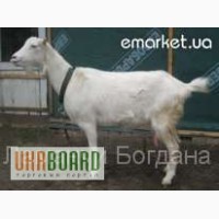 Продам коз и козлят породы ламанча /безрогих /