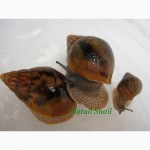 Улитки Achatina Achatina (Tiger)-ахатина ахатина тигр