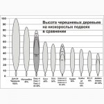 GiSelA 6 - подвой для черешни