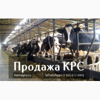 Продаем крупно рогатый скот живым весом - Племенные нетели молочных и мясных пород