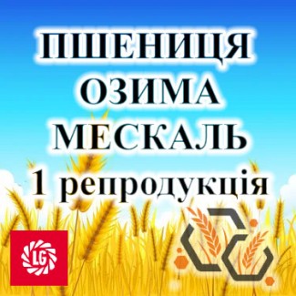 Насіння озимої пшениці МЕСКАЛЬ 1 репродукція ЛІМАГРЕЙН