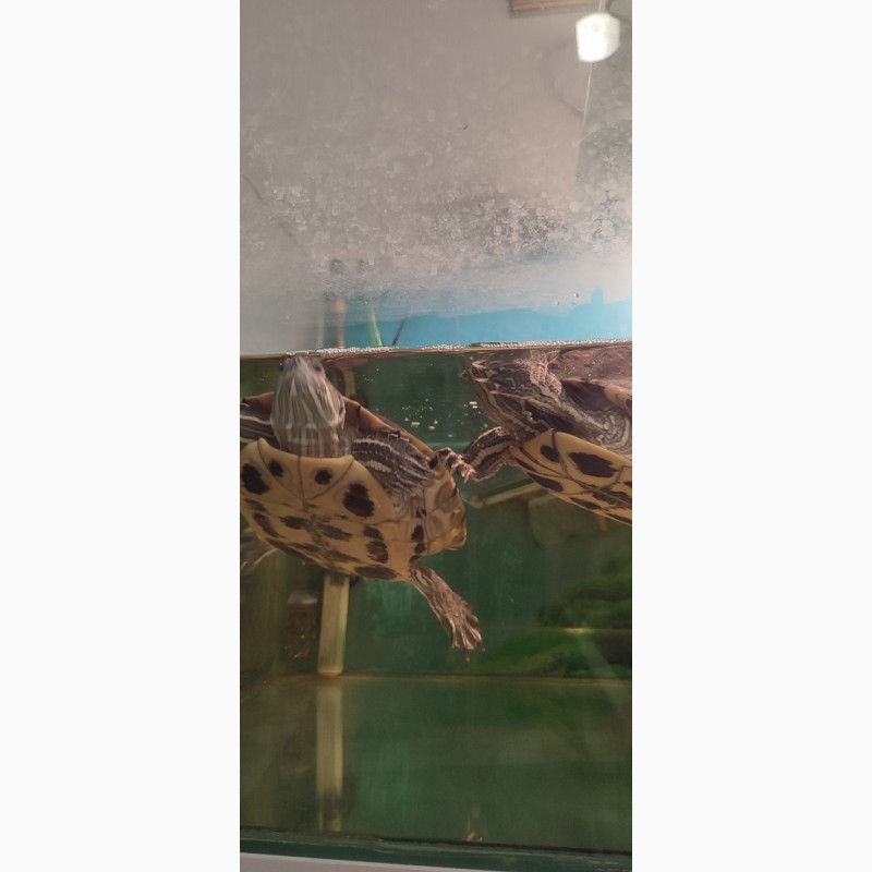 Фото 1/7. Отдам две красноухие черепахи с аквариумом, фильтром и подогревом