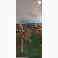 Отдам две красноухие черепахи с аквариумом, фильтром и подогревом