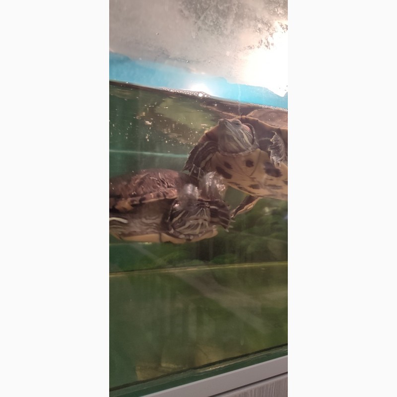 Фото 3/7. Отдам две красноухие черепахи с аквариумом, фильтром и подогревом