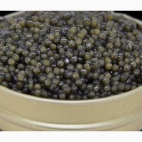 Caviar caspian Продам Настоящую чёрную икру осетра