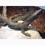 Южноазиатский варан (Varanus rudicollis)