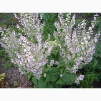 Шавлія мускатна, шалфей мускатный (Salvia sclarea)