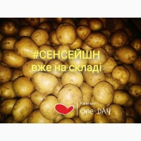 Семенной картофель 1Р