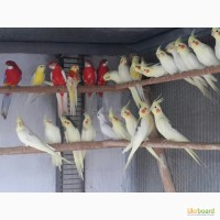 Продаются попугаи разных пород
