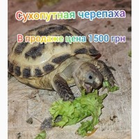 Черепахи сухопутные продам