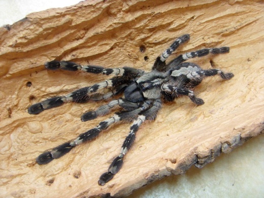 Фото 1/2. Паук Poecilotheria smithi ЯД!, самка