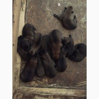 Belgian shepherd puppies