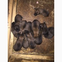 Belgian shepherd puppies