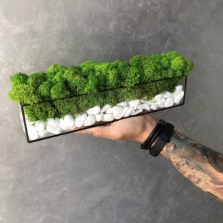 Моссариум со стабилизированым мхом зелёный MiNature Moss