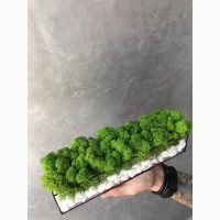 Моссариум со стабилизированым мхом зелёный MiNature Moss