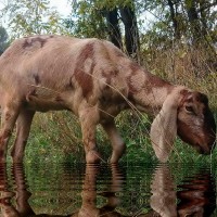 Продаються Кози Англо - нубійської породи