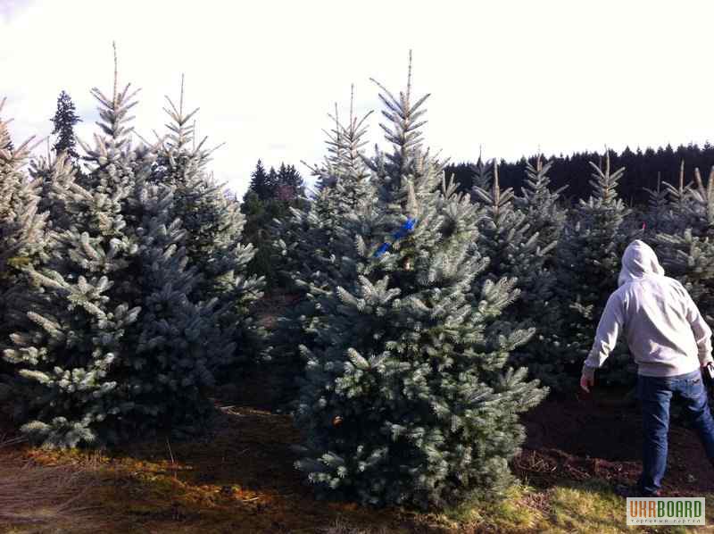 Фото 2. Голубая ель Picea p. Fat Albert 2,5-3 м Киев купить