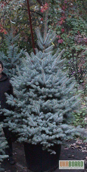 Фото 3. Голубая ель Picea p. Fat Albert 2,5-3 м Киев купить