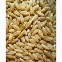 Продам пшеницу твердых сортов