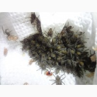 Паук Hysterocrates gigas ЯД!