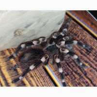 Паук - птицеед Акантоскурия Геникулята (Acanthoscurria geniculata), самцы и самки