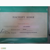 Продам кобилу з лошам, Новоолександрівська ваговозна, Балка