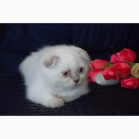 Шотландские малыши котята