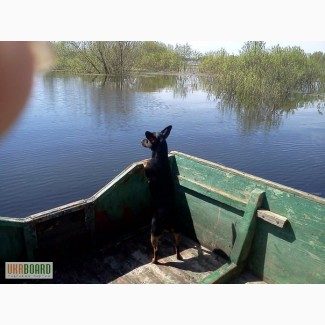 Продам участок и дом в селе Днепровское, Черниговская обл. на р. Днепр