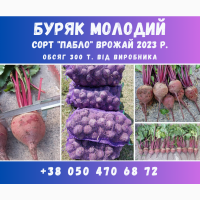 Продам БУРЯК молодий