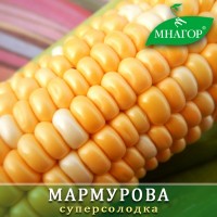 Безкоштовно консультуємо по вирощуванню солодкої кукурудзи Мнагор