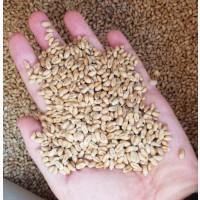 Продам пшеницю фураж 1000 тонн, Вінницька обл, Погребище