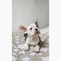 French bulldogs puppys of exotic colors