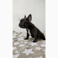 French bulldogs puppys of exotic colors